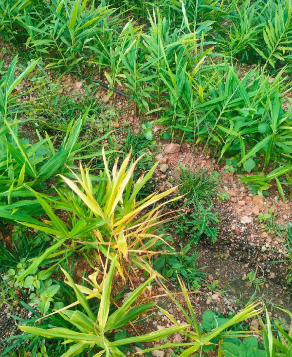 Managing Rhizome Rot in Ginger Cultivation